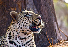 botswana tour packages from india